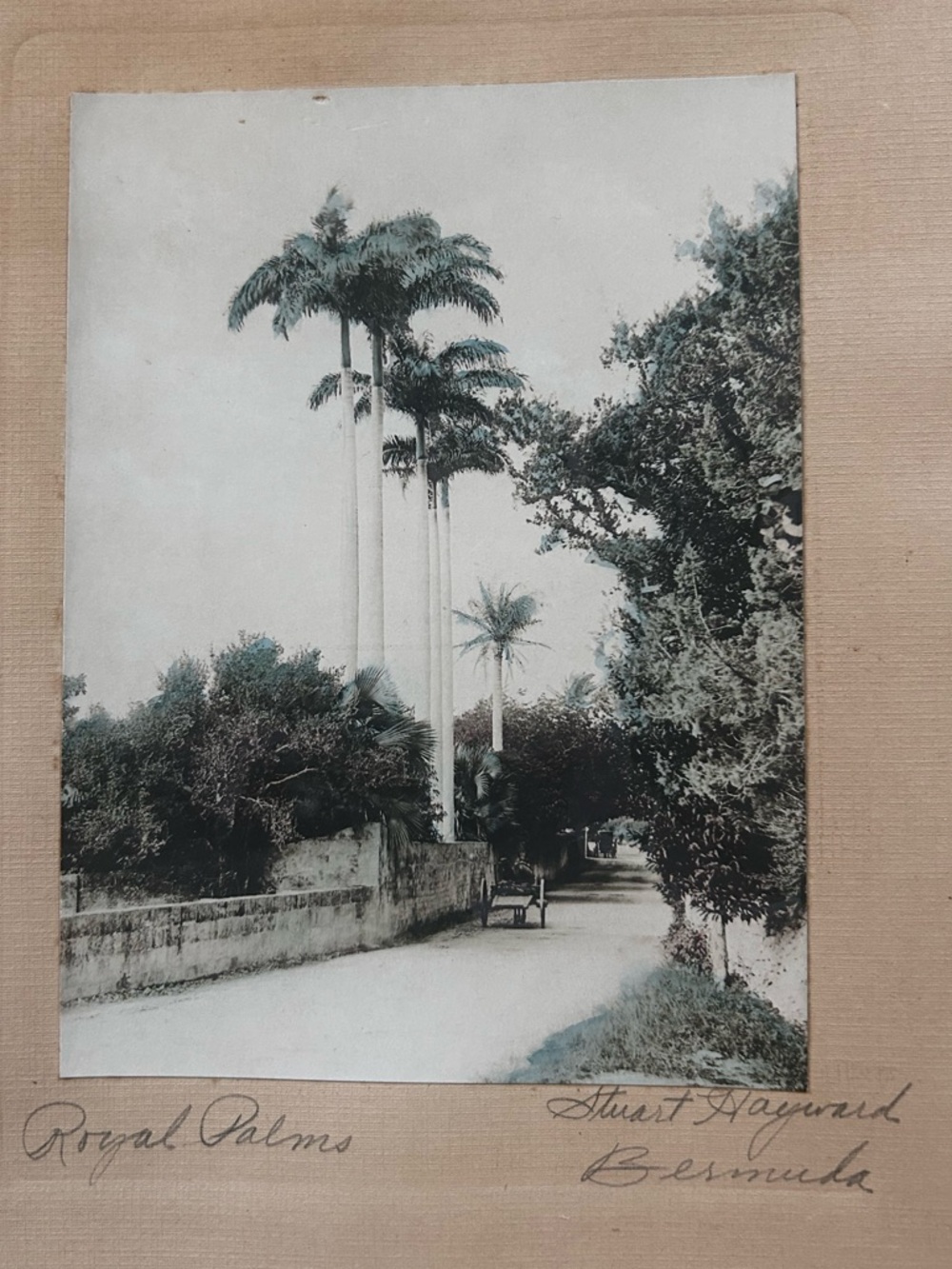Orig. SIGNED hand-tinted 1920 photograph by Stuart Hayward. Royal Palms, Bermuda - Picture 2 of 9
